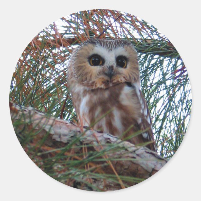 Northern Saw-Whet Owl with Huge Eyes Classic Round Sticker (Front)