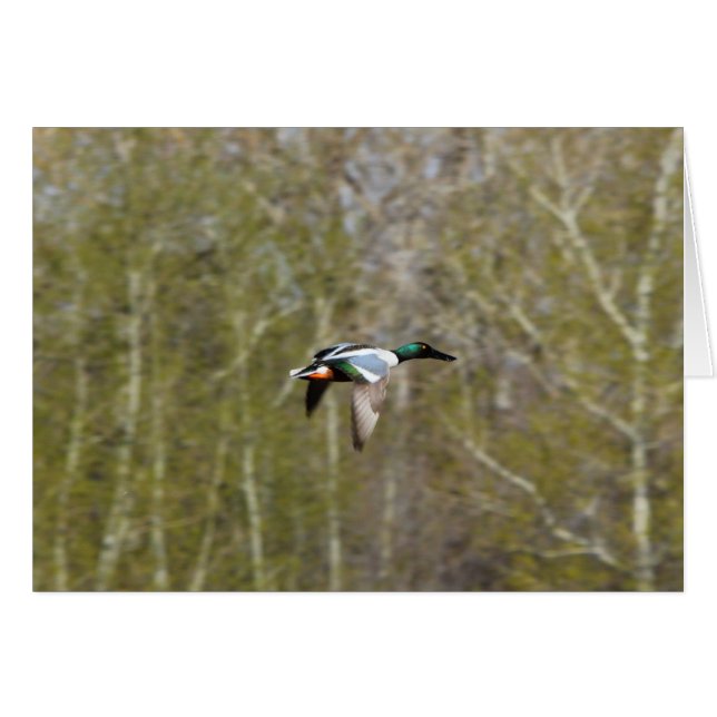 Northern Shoveler (Front Horizontal)