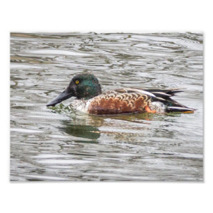 Northern Shoveler Duck Photo Print