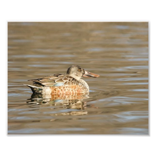 Northern Shoveler Female on the Bay Photo Print (Front)