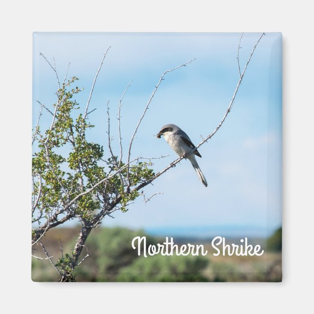 Northern Shrike Magnet (Front)