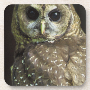 Northern Spotted Owl Coaster