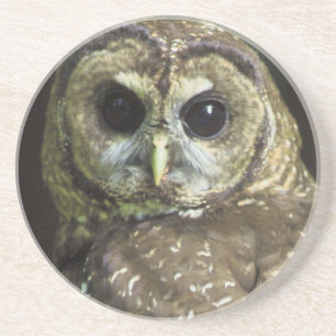 Northern Spotted Owl Coaster