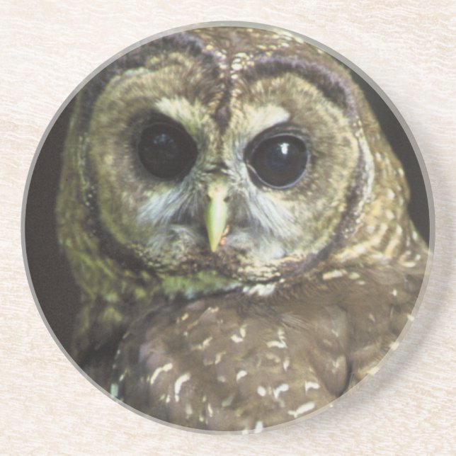 Northern Spotted Owl Coaster (Front)