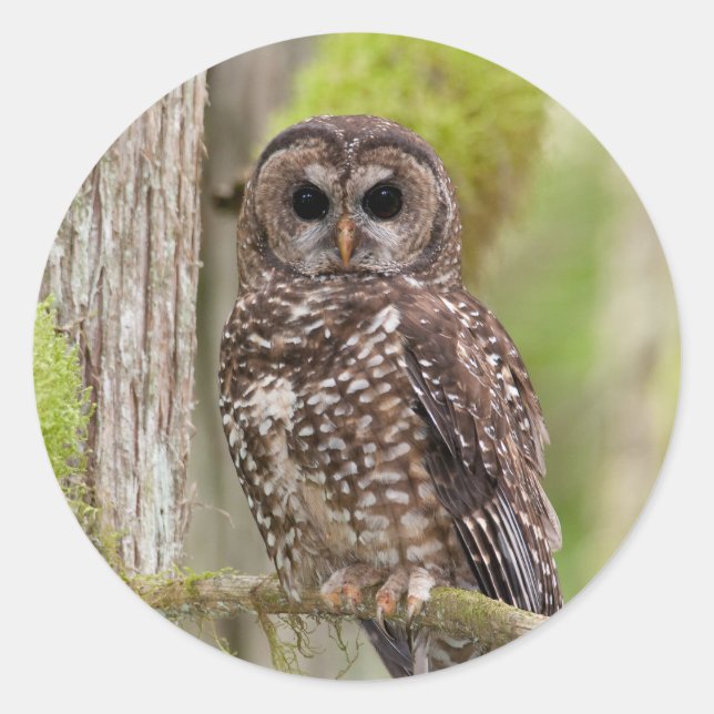 Northern Spotted Owl -Last stand in BC Classic Round Sticker (Front)