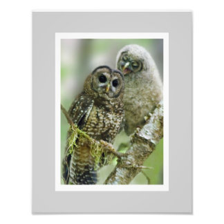 Northern Spotted Owl (Strix occidentalis) 11 x 14 Photo Print