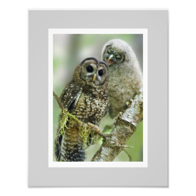 Northern Spotted Owl (Strix occidentalis)  11 x 14 Photo Print (Front)
