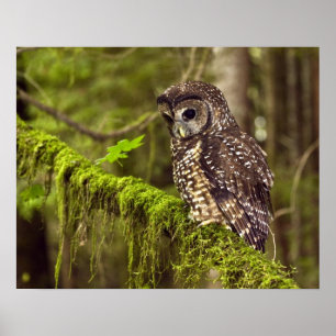Northern Spotted Owl (Strix occidentals caurina) Poster