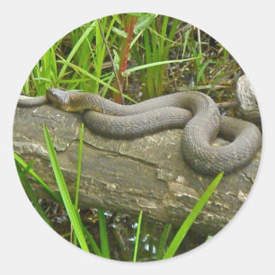 Northern Water Snake Basking on Log Multiple Items Classic Round Sticker