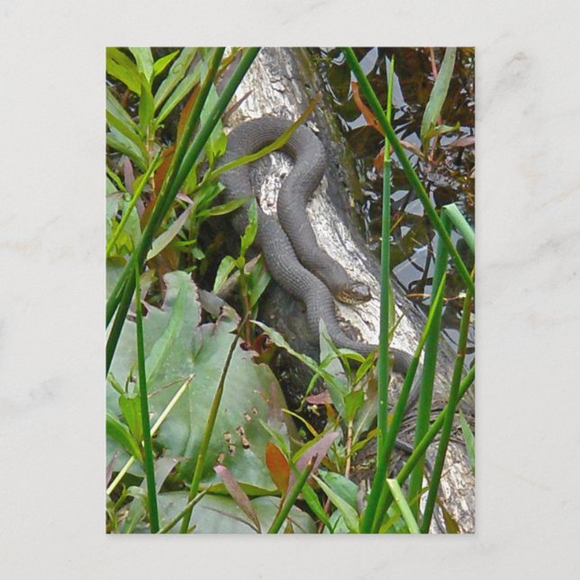 Northern Water Snake Basking on Log Multiple Items Postcard (Front)