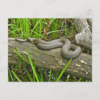 Northern Water Snake Basking on Log Multiple Items