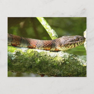Northern Water Snake Photo Postcard