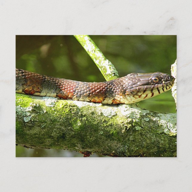 Northern Water Snake Photo Postcard (Front)