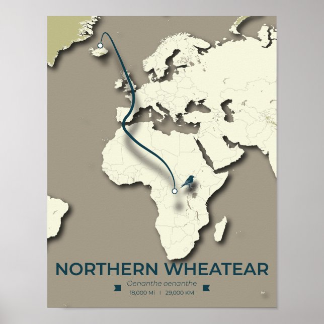 Northern Wheatear Migration Map – Minimalist Poster (Front)