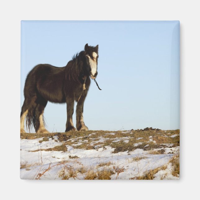 Northumberland, England Magnet (Front)