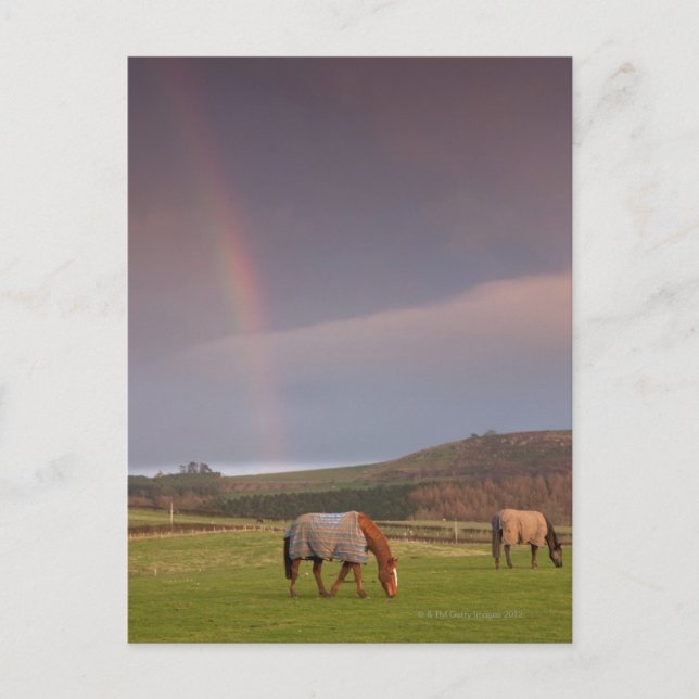 Northumberland, England Postcard (Front)