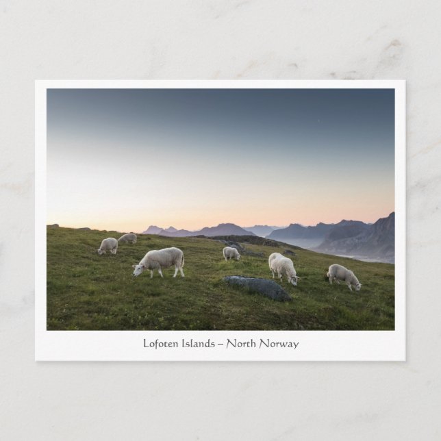 Norway Lofoten Sheep Postcard (Front)