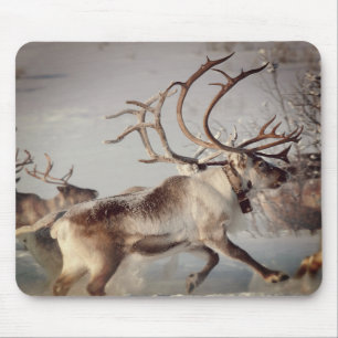 Norway Reindeers, Mouse Pad