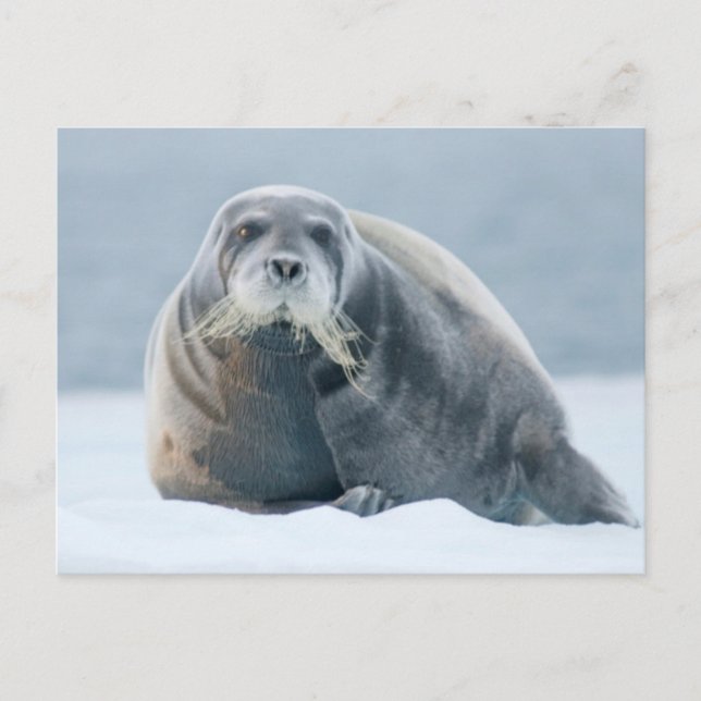 Norway, Svalbard Archipelago, Spitsbergen 4 Postcard (Front)