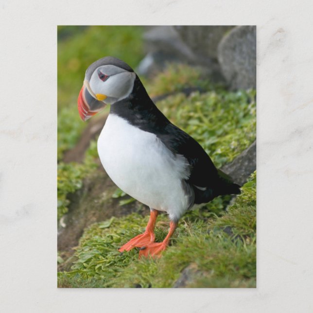 Norway, Svalbard Archipelago, Spitsbergen 9 Postcard (Front)