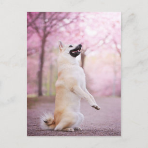 Norwegian Buhund and Cherry blossoms Postcard