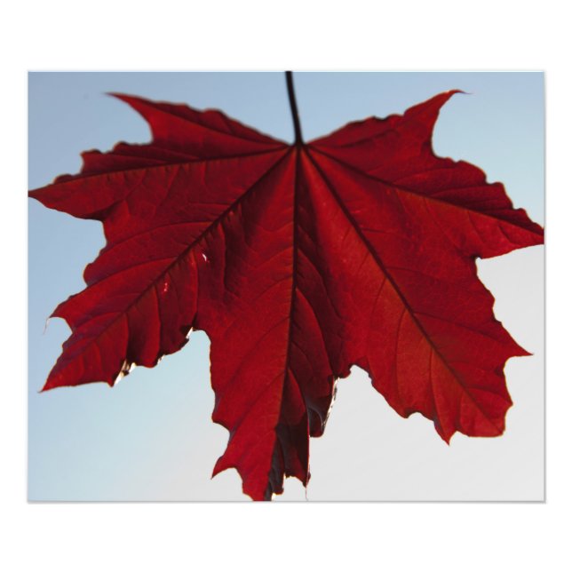 Norwegian Crimson King Maple Leaf Photo Print (Front)