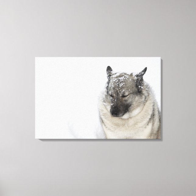 Norwegian Elkhound Canvas Print (Front)