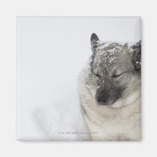 Norwegian Elkhound Magnet