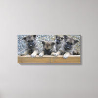 Norwegian Elkhound Puppies