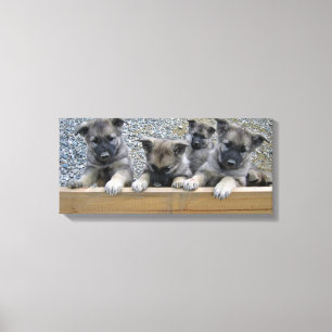 Norwegian Elkhound Puppies Canvas Print