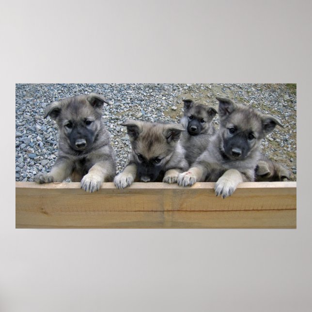 Norwegian Elkhound Puppies Poster (Front)