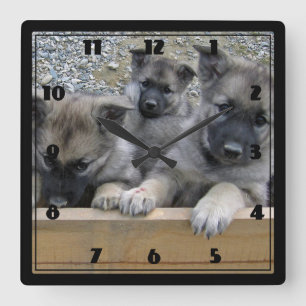 Norwegian Elkhound Puppies Square Wall Clock