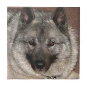 Norwegian Elkhound Tile