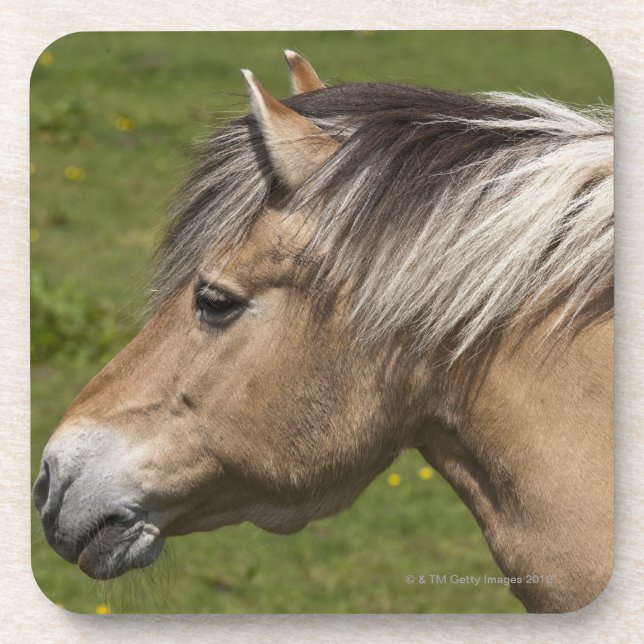 Norwegian Fjord Horse Coaster (Front)