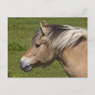 Norwegian Fjord Horse Postcard