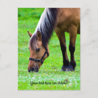 Norwegian Fjord Horse Postcard
