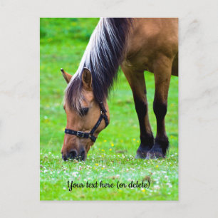 Norwegian Fjord Horse Postcard