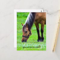 Norwegian Fjord Horse Postcard
