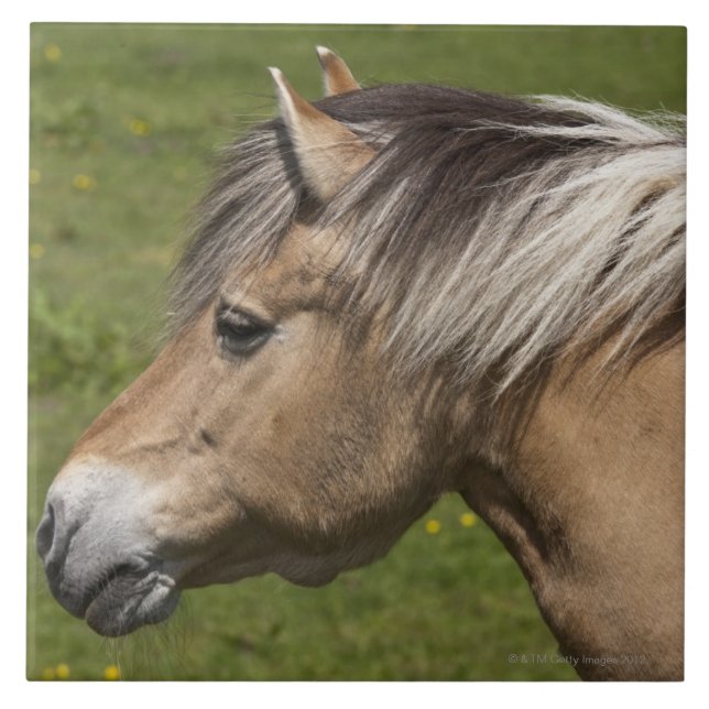Norwegian Fjord Horse Tile (Front)