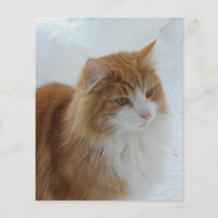 Norwegian_Forest_Cat
