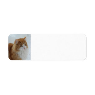 Norwegian_Forest_Cat