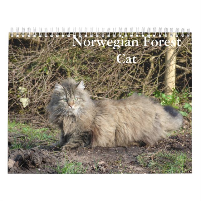 Norwegian Forest Cat Calendar (Cover)