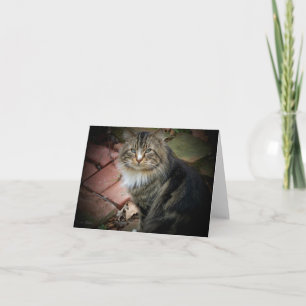Norwegian Forest Cat Card