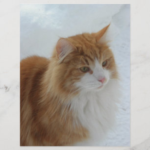 Norwegian_Forest_Cat Flyer