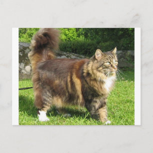 norwegian forest cat full.png postcard