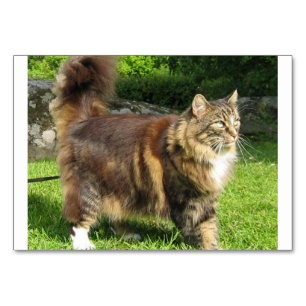 norwegian forest cat full.png table number