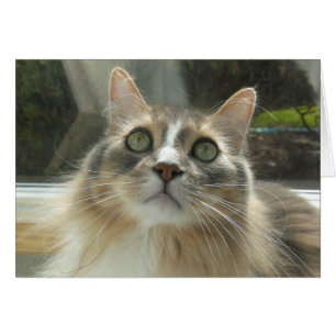 Norwegian Forest Cat grey and white