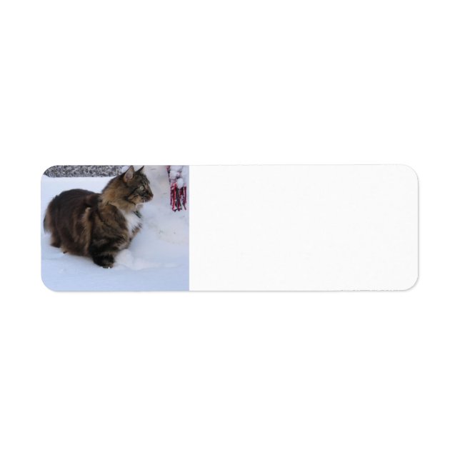 norwegian forest cat in snow (Front)