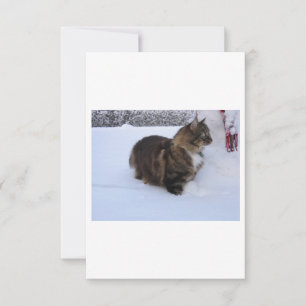 norwegian forest cat in snow