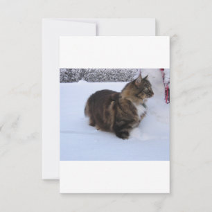 norwegian forest cat in snow card
